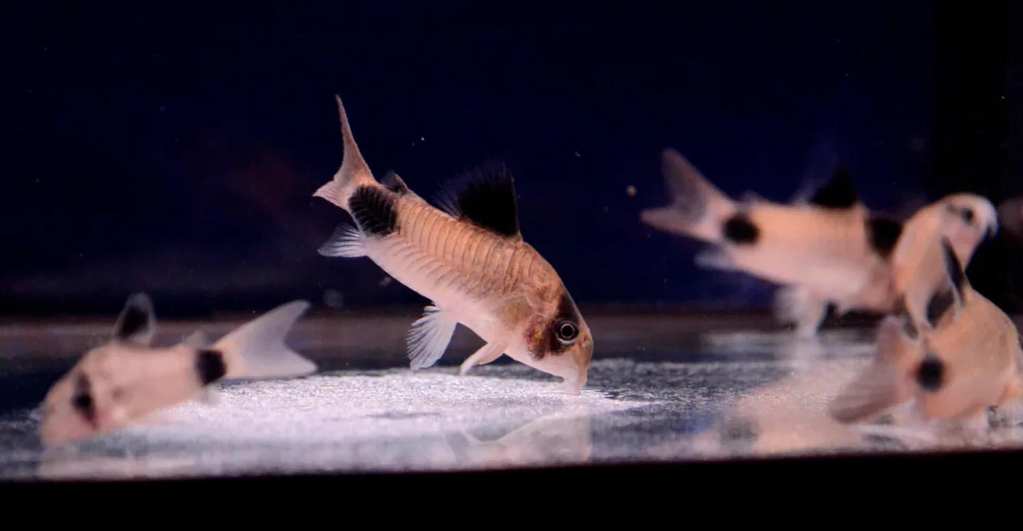 Panda cory catfish outlet care